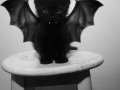 Vampire.+http+lavanthor.com_091745_3190354.jpg